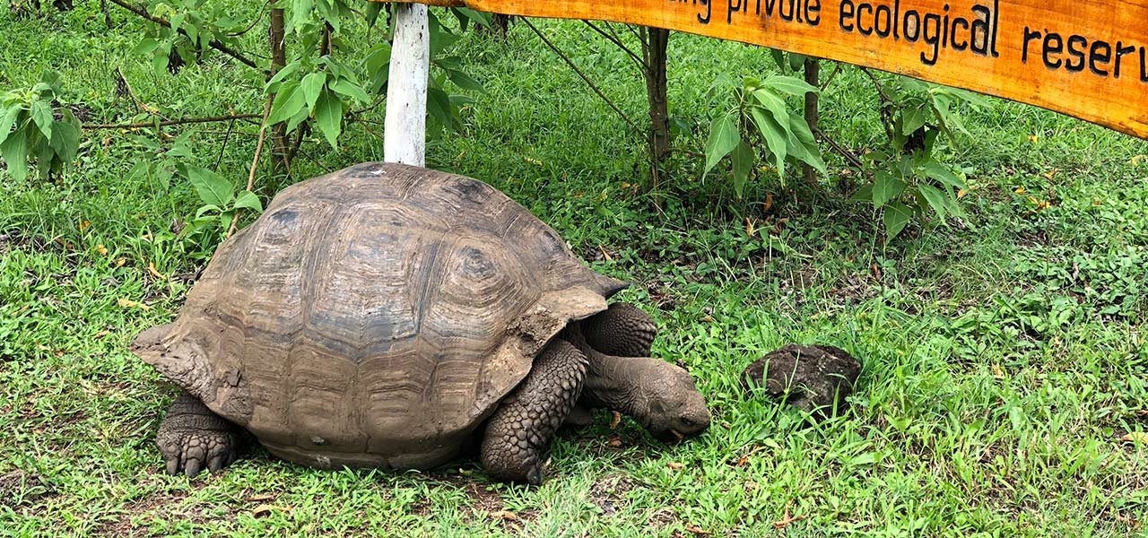 Galapagos_skildpadde3