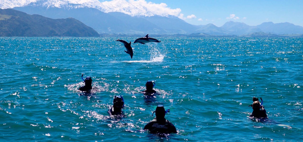 New Zealand_Kaikoura_delfiner