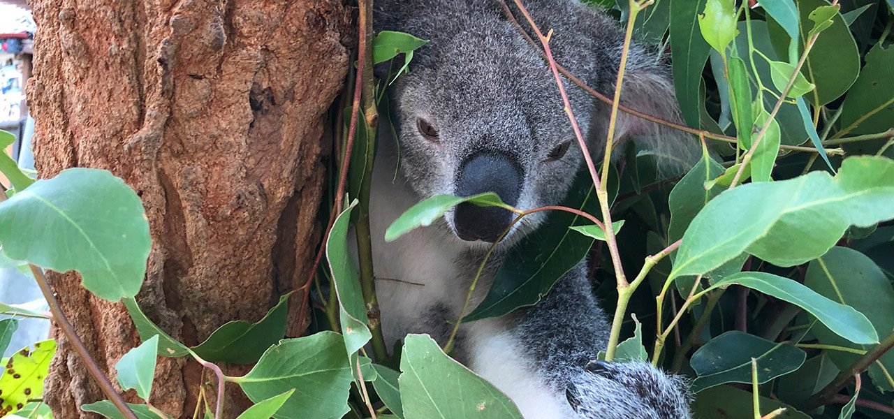 Australien_koala