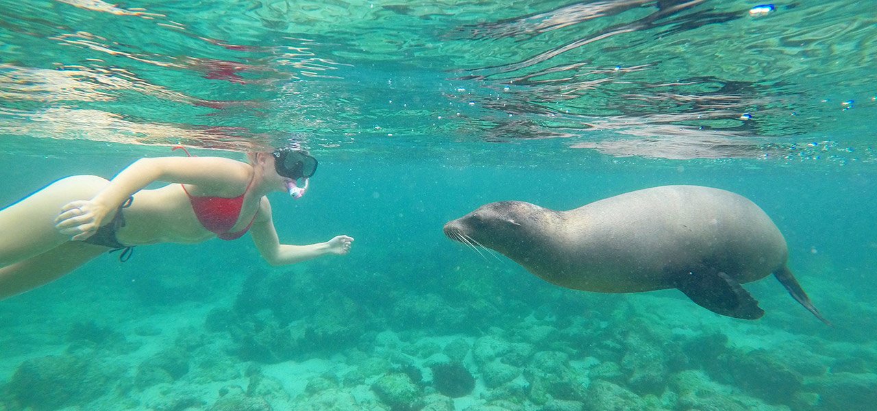 Galapagos-snorkel-sæl