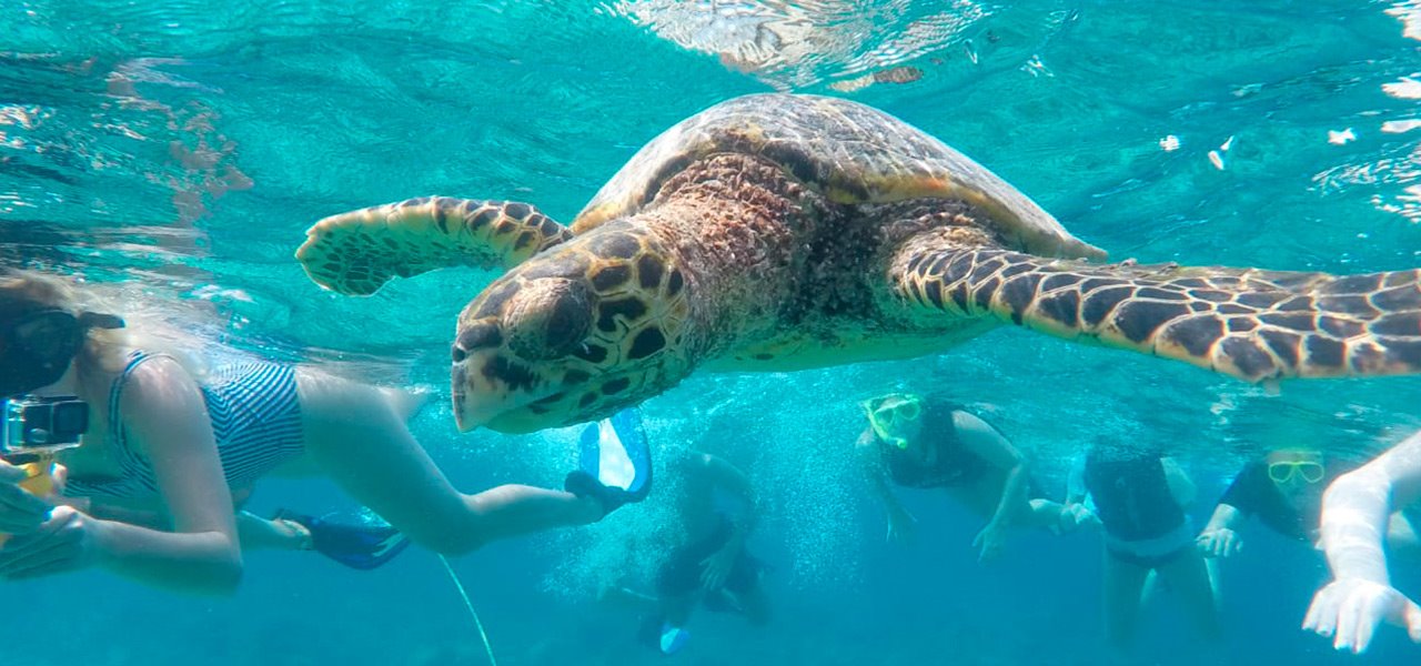 Maldiverne-skildpadde