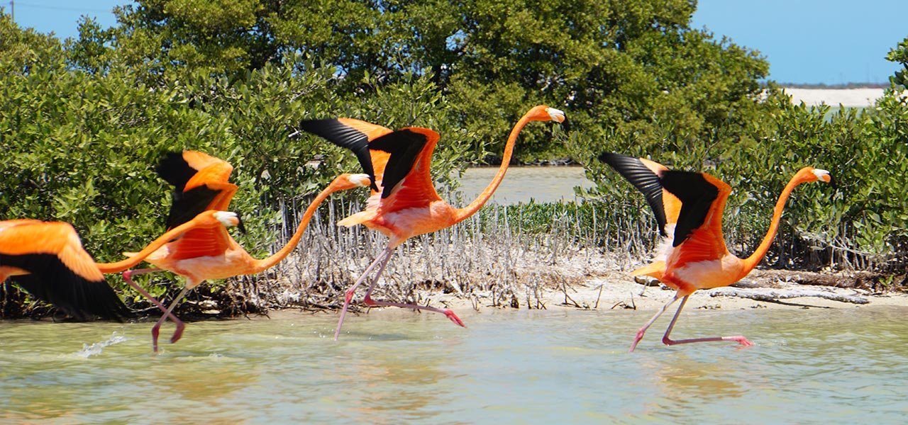 Mexico_flamingo