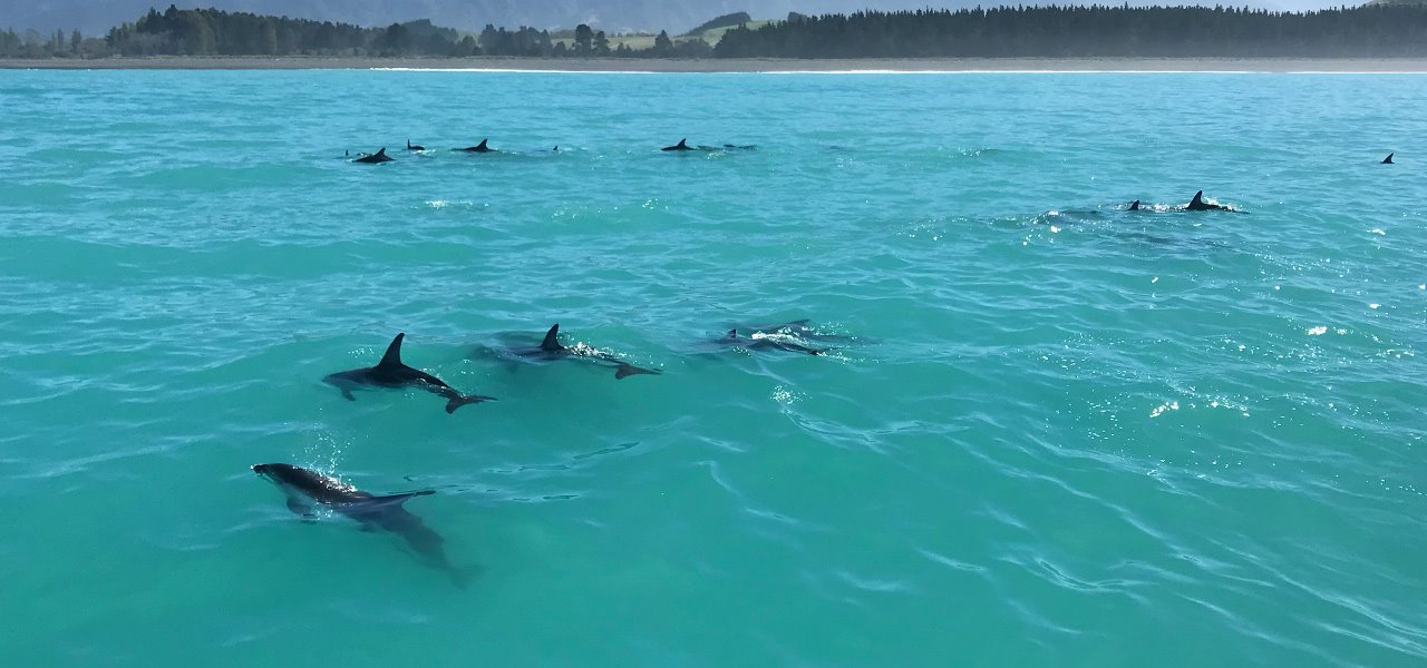 New-Zealand-Delfiner-(2)
