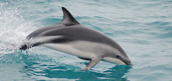 NZ-delfin